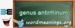 WordMeaning blackboard for genus antirrhinum